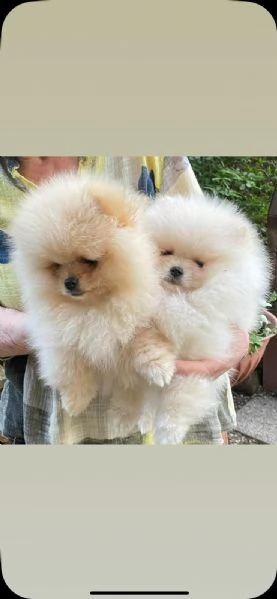 Volpino di Pomerania | Foto 0