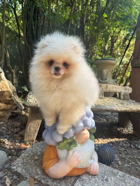 Volpino di Pomerania  | Foto 4