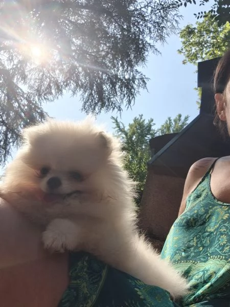 Volpino di Pomerania  | Foto 3