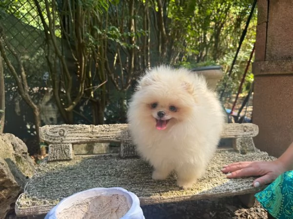 Volpino di Pomerania  | Foto 1