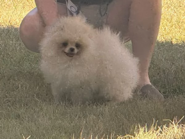 Volpino di Pomerania 