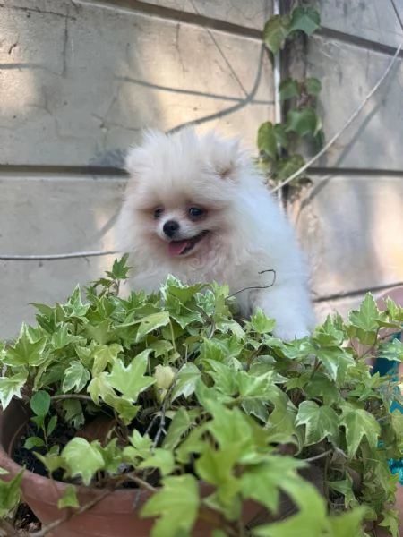 Volpino di Pomerania  | Foto 0