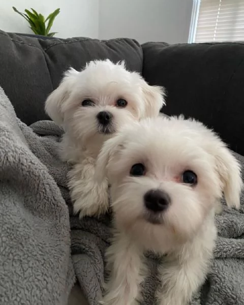 Cuccioli Maltesi Pedigree (+[numero nascosto]60)
