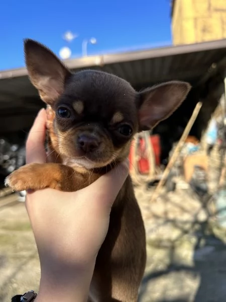 Chihuahua mini toy | Foto 5