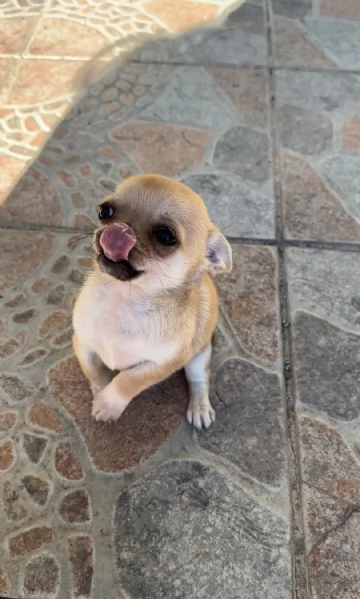 Chihuahua mini toy | Foto 4