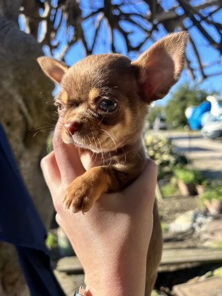 Chihuahua mini toy | Foto 3