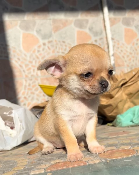 Chihuahua mini toy | Foto 2