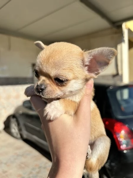 Chihuahua mini toy | Foto 1