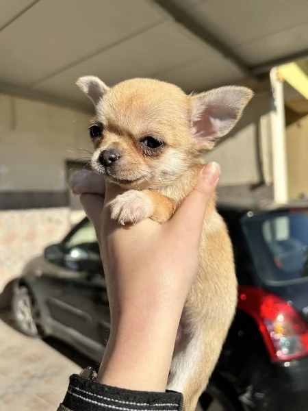 Chihuahua mini toy | Foto 0