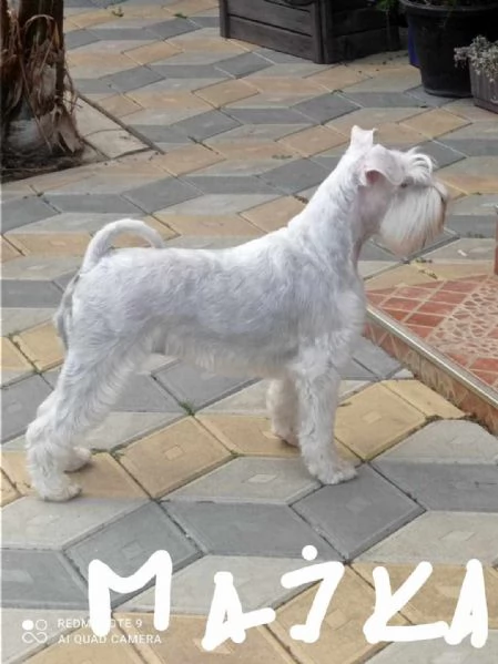 Schnauzer bianco nano bellissimi cuccioli | Foto 6