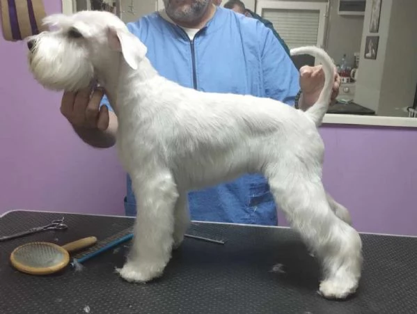 Schnauzer bianco nano bellissimi cuccioli | Foto 5