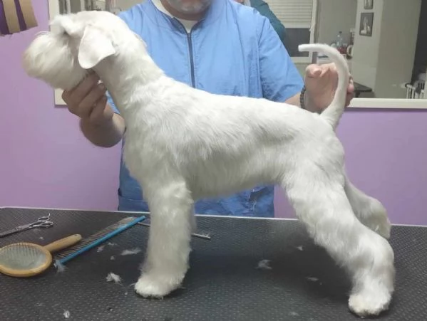 Schnauzer bianco nano bellissimi cuccioli | Foto 4