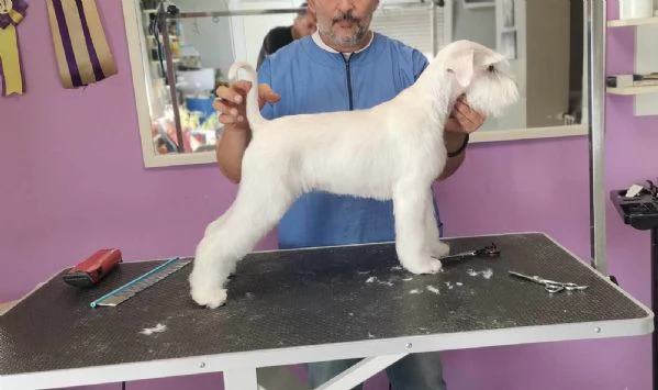 Schnauzer bianco nano bellissimi cuccioli