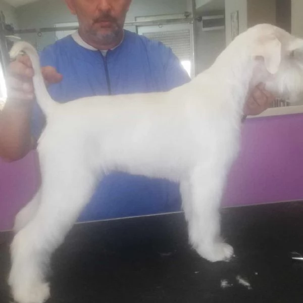 Schnauzer bianco nano bellissimi cuccioli | Foto 3