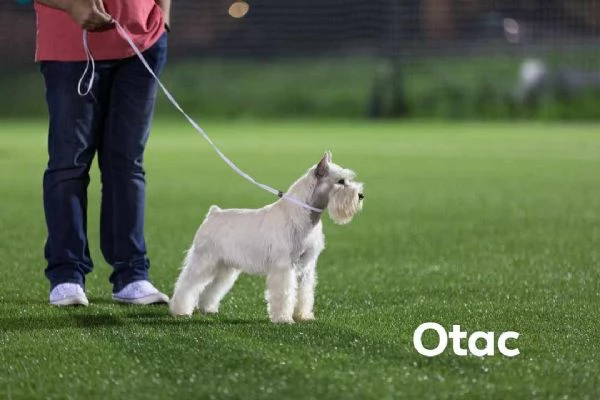 Schnauzer bianco nano bellissimi cuccioli | Foto 2