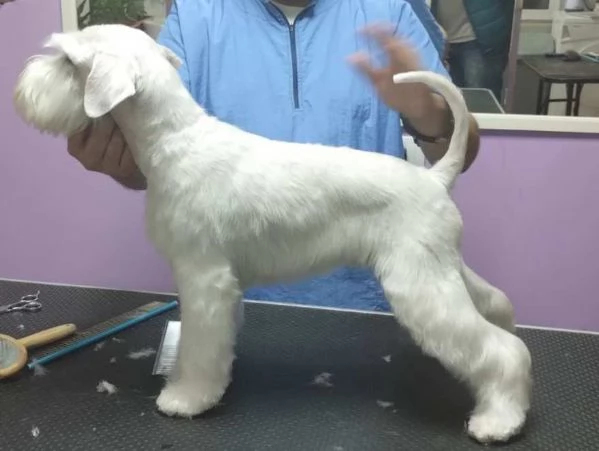 Schnauzer bianco nano bellissimi cuccioli | Foto 1