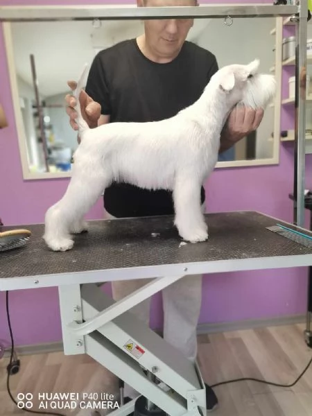 Schnauzer bianco nano bellissimi cuccioli | Foto 0