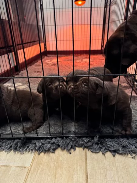 Meravigliosi cuccioli di labrador chocolate | Foto 5
