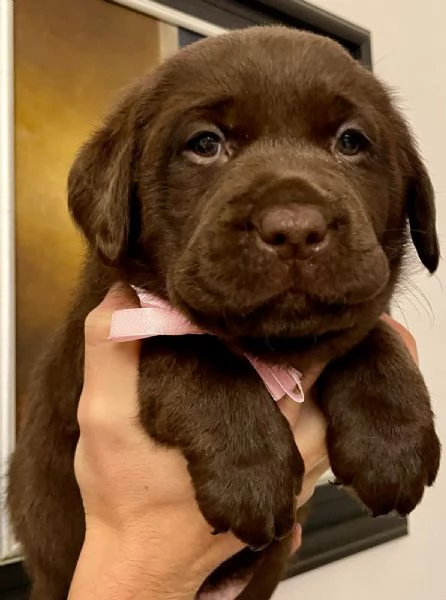 Meravigliosi cuccioli di labrador chocolate | Foto 4