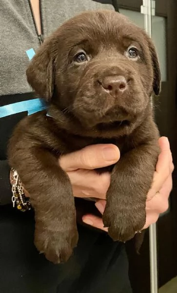 Meravigliosi cuccioli di labrador chocolate | Foto 3