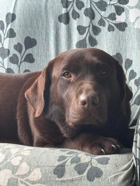 Meravigliosi cuccioli di labrador chocolate | Foto 2