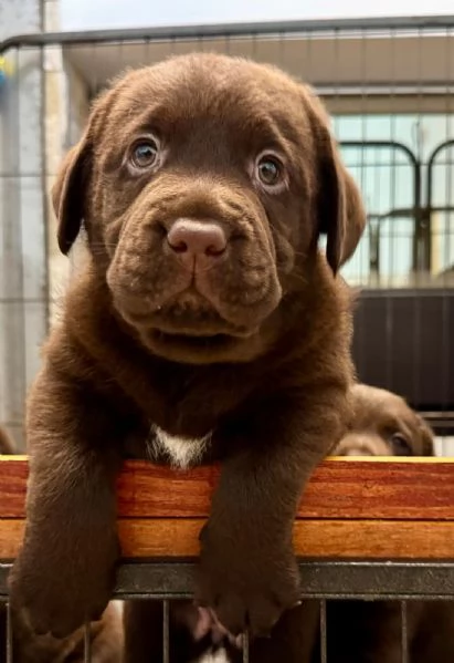 Meravigliosi cuccioli di labrador chocolate | Foto 1