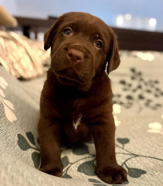 Meravigliosi cuccioli di labrador chocolate | Foto 0