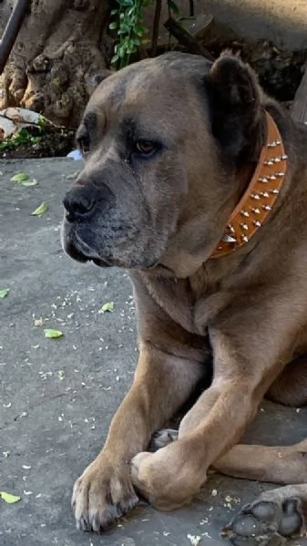 Splendidi cuccioli di cani corso kc eccellenti case rame maschi e femmine che cercano per sempre una