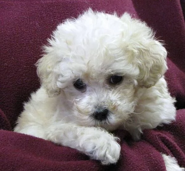 Splendidi cuccioli di barboncino maschio e femmina KC Excellent Home Breeds in cerca di una casa per