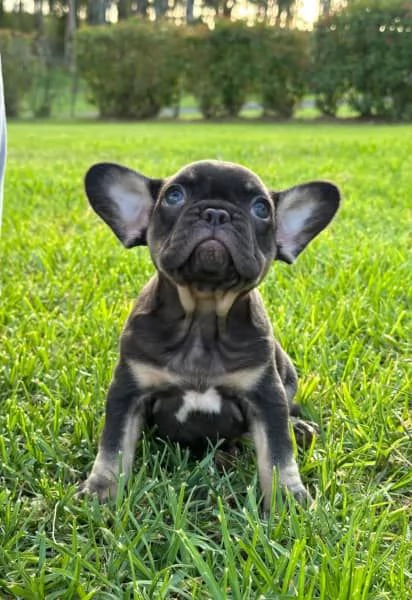 Cuccioli di bulldog francese