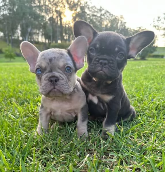 Cuccioli di bulldog francese | Foto 3