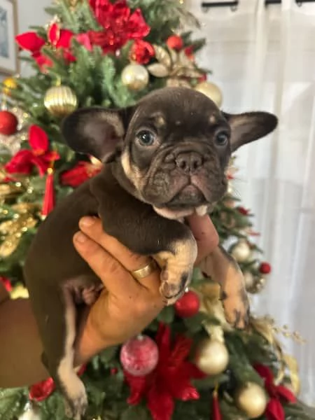 Cuccioli di bulldog francese | Foto 2