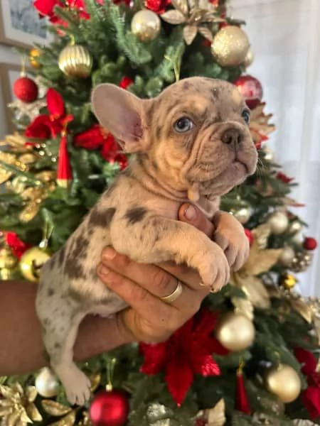 Cuccioli di bulldog francese | Foto 1
