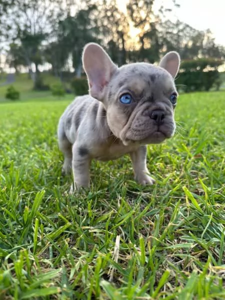 Cuccioli di bulldog francese | Foto 0