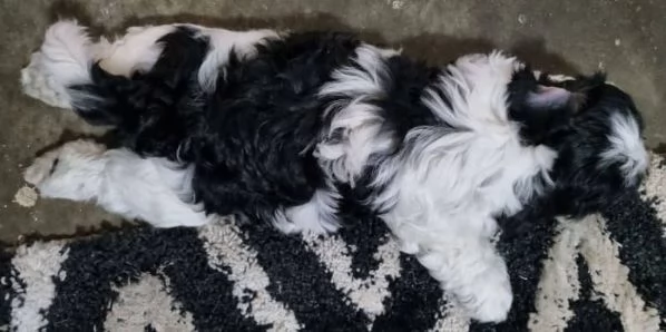 Vendo cuccioli Shih Tzu.