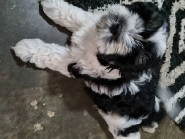 Vendo cuccioli Shih Tzu. | Foto 3