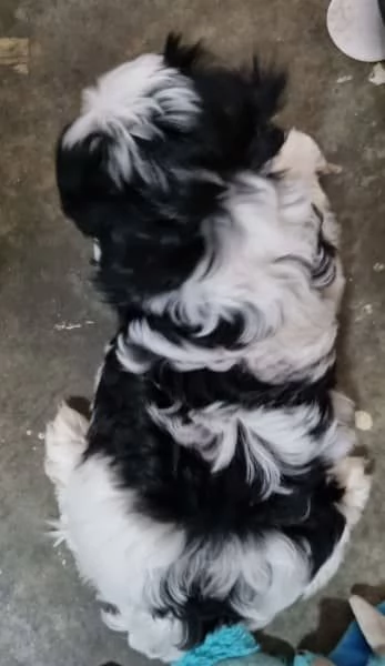 Vendo cuccioli Shih Tzu. | Foto 2