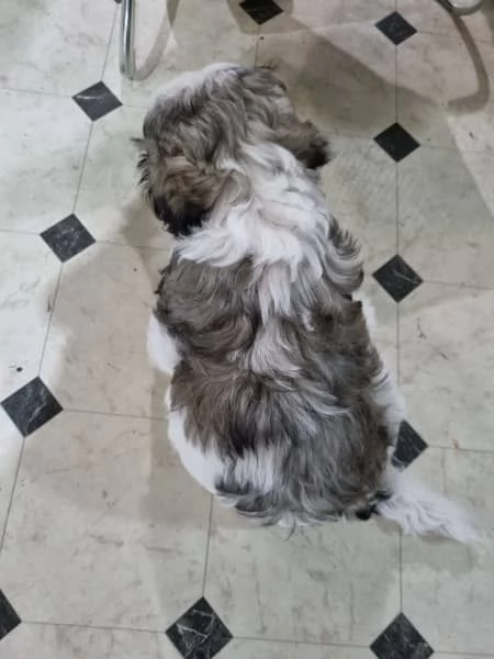 Vendo cuccioli Shih Tzu. | Foto 1