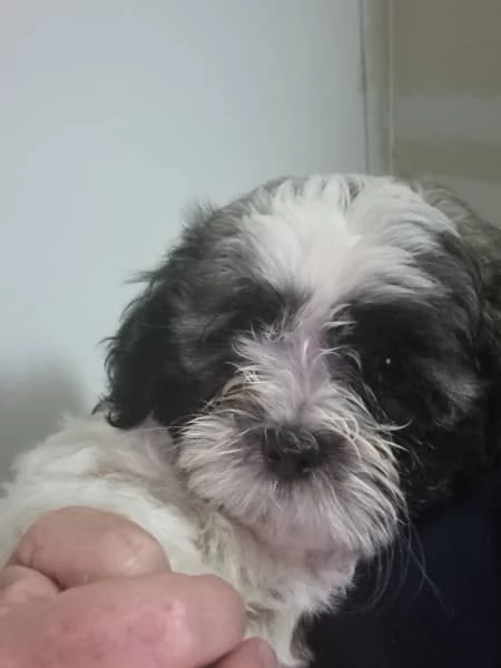 Vendo cuccioli Shih Tzu. | Foto 0