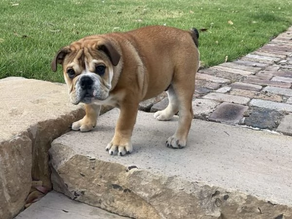 Cuccioli di Bulldog Britannico  | Foto 3