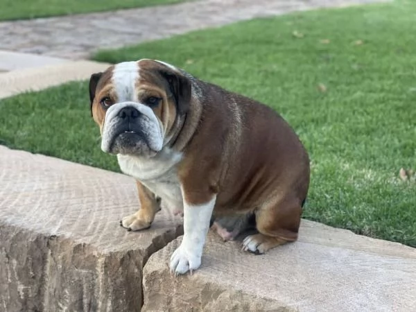 Cuccioli di Bulldog Britannico 