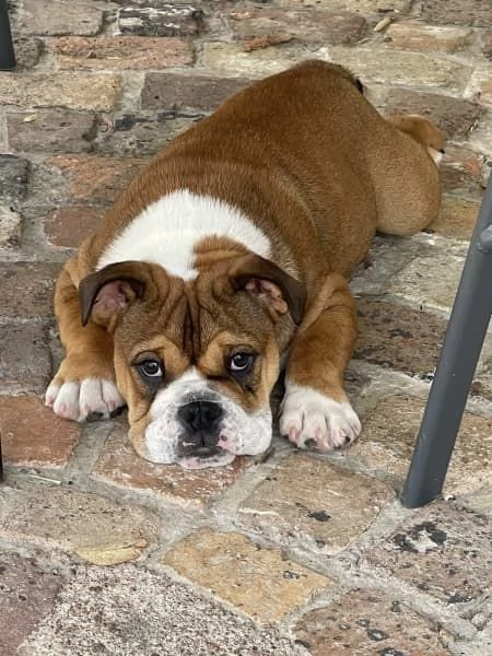 Cuccioli di Bulldog Britannico  | Foto 2