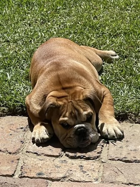 Cuccioli di Bulldog Britannico  | Foto 1