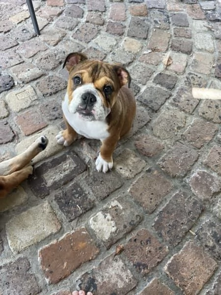 Cuccioli di Bulldog Britannico  | Foto 0