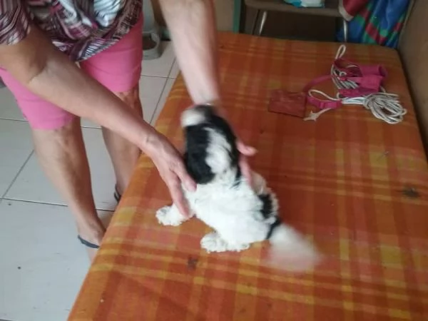 Cuccioli di barboncini toy. (4). | Foto 3