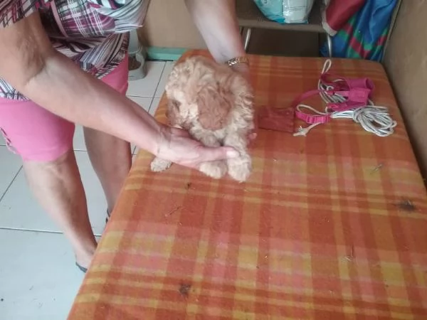 Cuccioli di barboncini toy. (4). | Foto 2