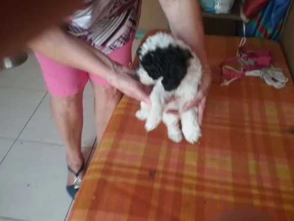 Cuccioli di barboncini toy. (4).