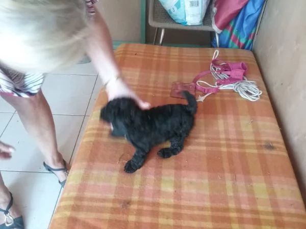 Cuccioli di barboncini toy. (4). | Foto 1