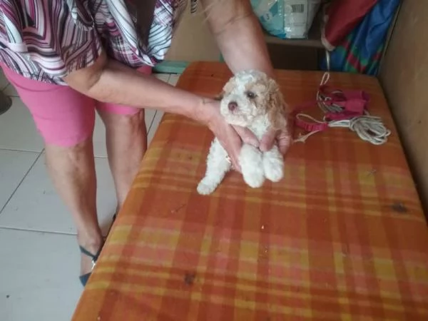 Cuccioli di barboncini toy. (4). | Foto 0