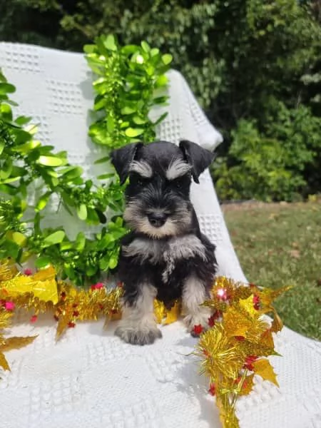 Cuccioli di Schnauzer nano | Foto 2